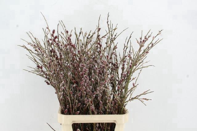<h4>SALIX RED PASSION 100CM</h4>