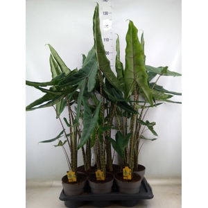 Alocasia   ...