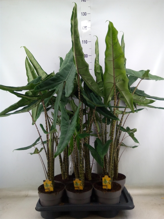 <h4>Alocasia   ...</h4>