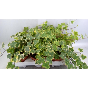 Hedera helix 'Goldchild'