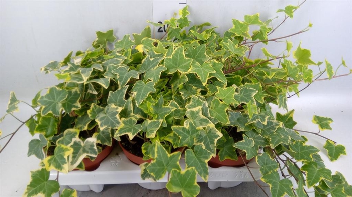 <h4>Hedera helix 'Goldchild'</h4>