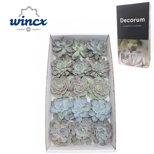 Echeveria Ice Mix (wincx) Cutfl (5 Spcs)