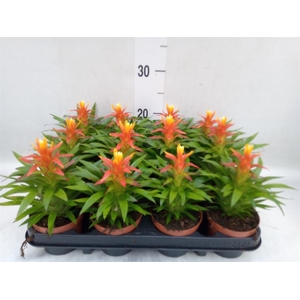 Guzmania  'Theresa'