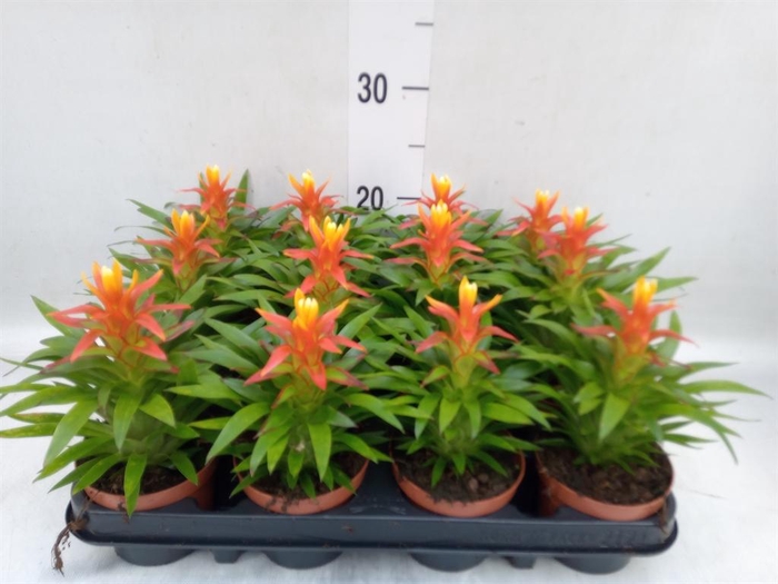 <h4>Guzmania  'Theresa'</h4>