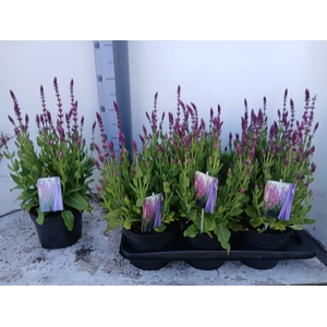 SALVIA NE SE DP ROSE