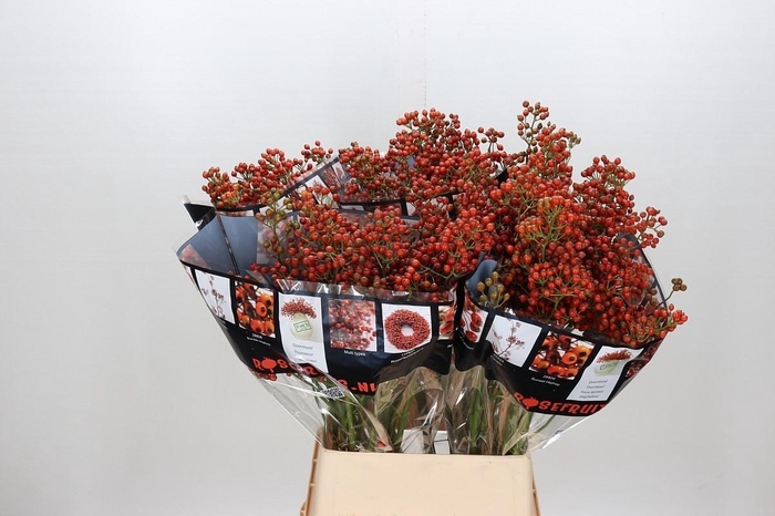 <h4>ROSA AUT ROSEFRUITS</h4>