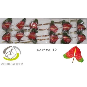 Anthurium andr. 'Narita'