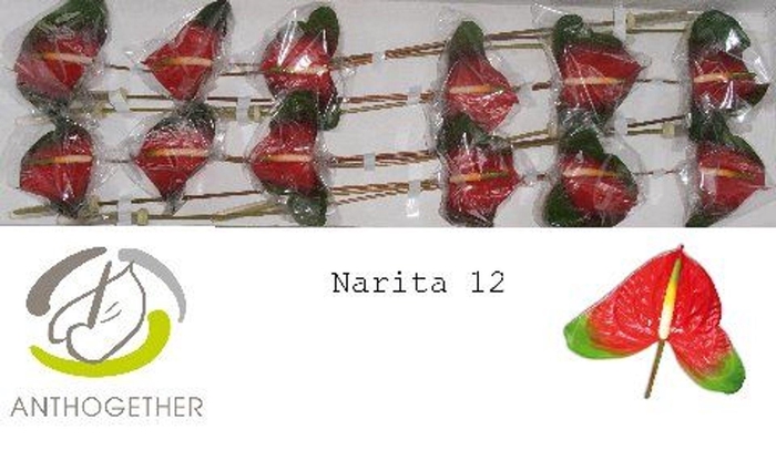 <h4>Anthurium andr. 'Narita'</h4>