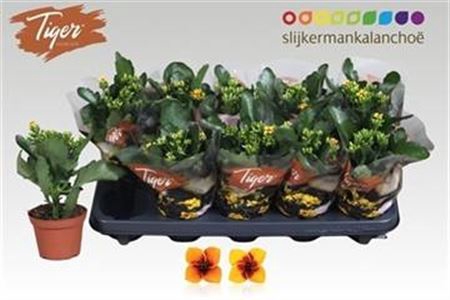 <h4>Kalanchoe blossfeldiana Tiger Single mélangé</h4>