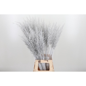 Calamagrostis Kl Bh Wit