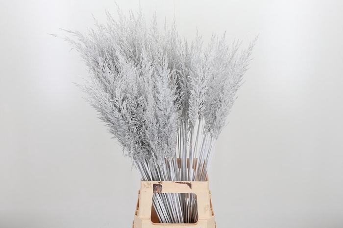 <h4>Calamagrostis Kl Bh Wit</h4>