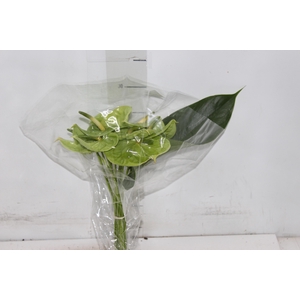 ANTHURIUM MIDORI 6/7.5 025 CM DIAM MIN 6 CM VERDE