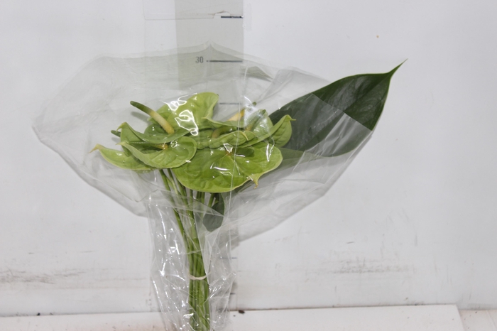 ANTHURIUM MIDORI 6/7.5 025 CM DIAM MIN 6 CM VERDE