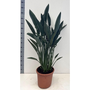 Strelitzia reg.
