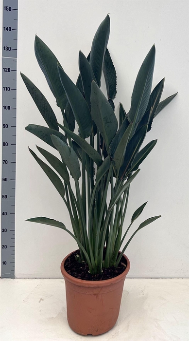 <h4>Strelitzia reg.</h4>