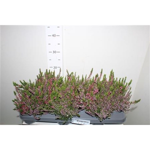 ** Callu Wibos Twin *autumn Promo