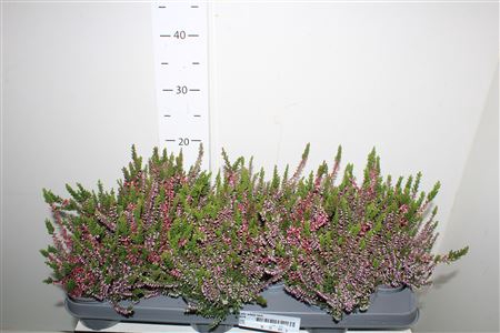 <h4>** Callu Wibos Twin *autumn Promo</h4>