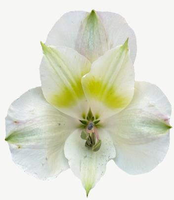 <h4>Alstr Valentina</h4>