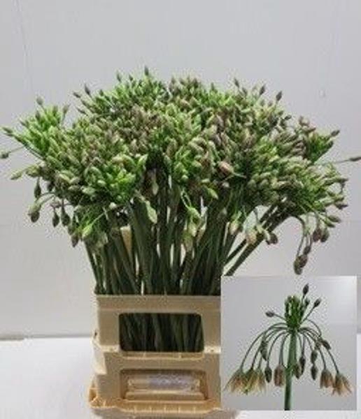 <h4>Allium Nect Siculum Bulgar Kerkvliet</h4>