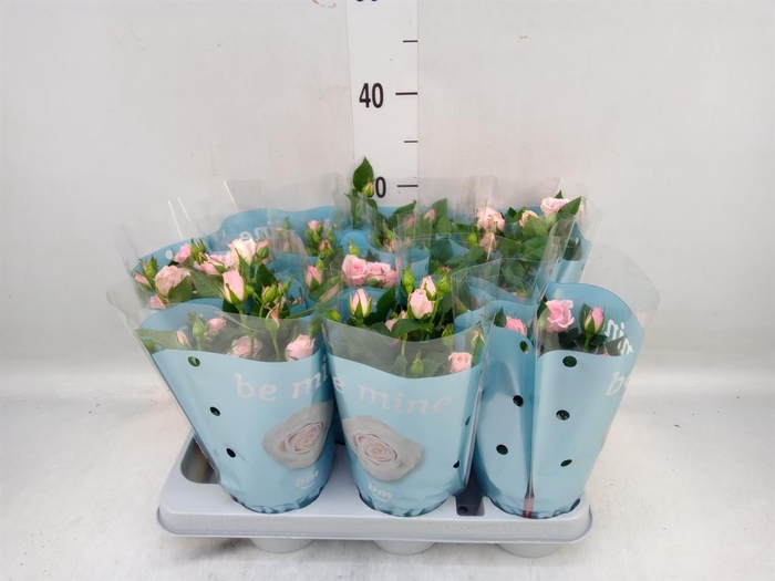 <h4>Rosa  'Lady Jewel'</h4>