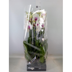 Phalaenopsis  'Red Lips'