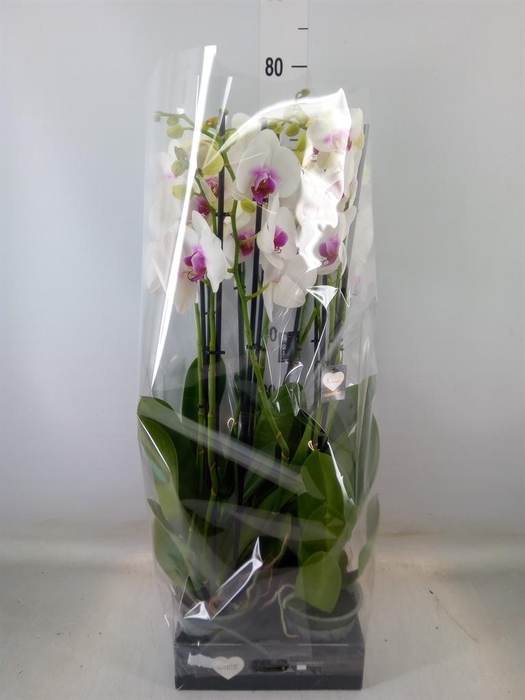 <h4>Phalaenopsis  'Red Lips'</h4>