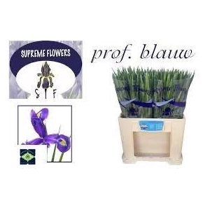 IRIS PROF BLAAUW