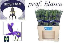 <h4>IRIS PROF BLAAUW</h4>