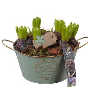 PTHC9125 Arrangement Hyacints in zink pot