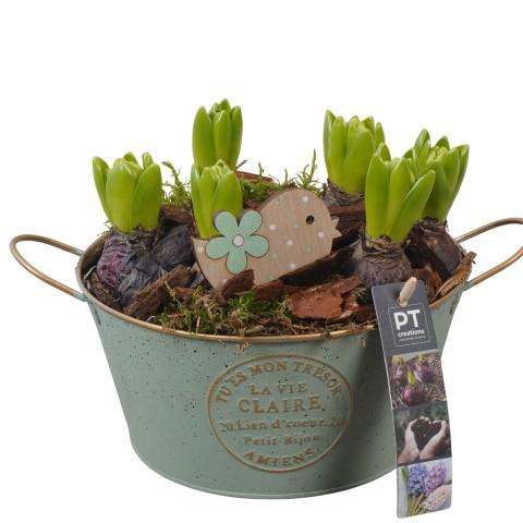 <h4>PTHC9125 Arrangement Hyacints in zink pot</h4>