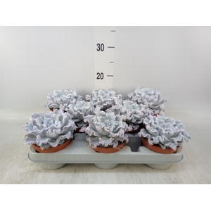 Echeveria   ...