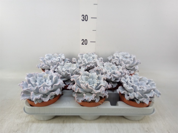 <h4>Echeveria   ...</h4>