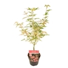 Acer palmatum Taylor