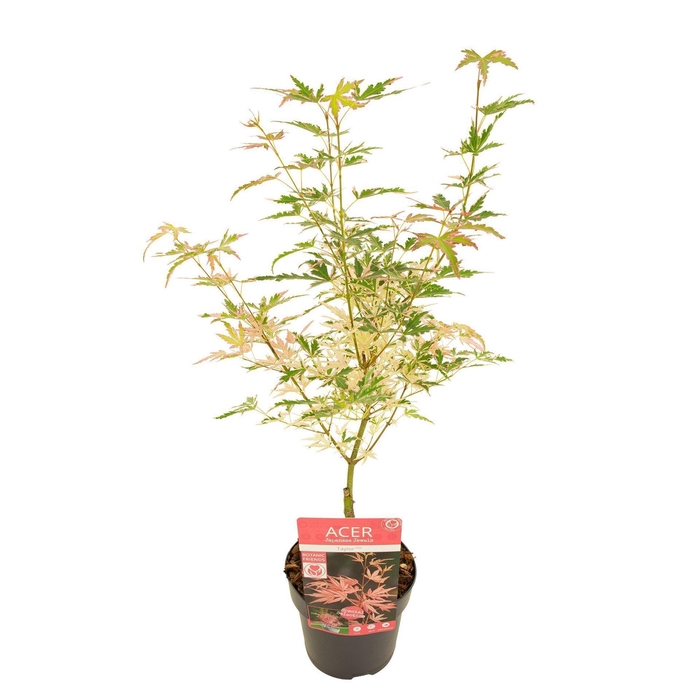 Acer palmatum Taylor