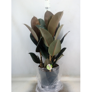 Ficus elastica 'Abidjan'