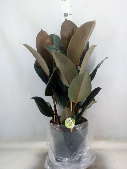 <h4>Ficus elastica 'Abidjan'</h4>