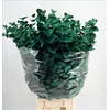Euc. Cinerea Painted Green