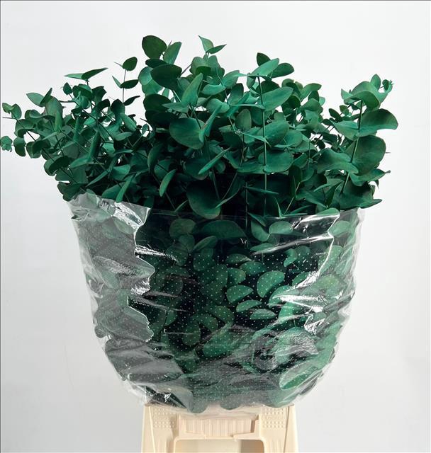 Euc. Cinerea Painted Green