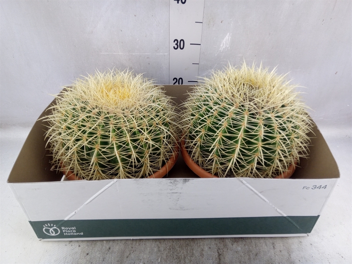 Echinocactus grusonii