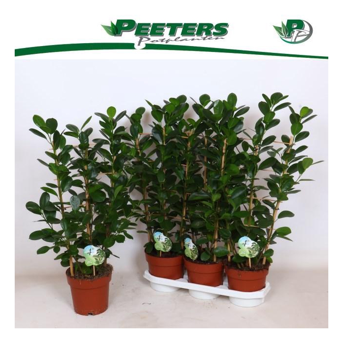 <h4>FIC MI MOCLAME</h4>