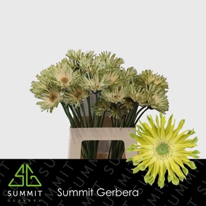 Gerbera Pastini Pistachio Water