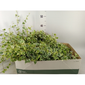 Hedera helix 'White Wonder'