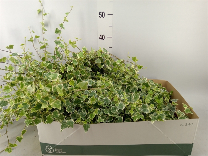 <h4>Hedera helix 'White Wonder'</h4>