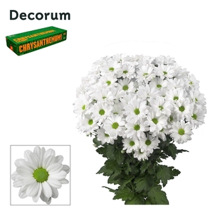 Chry T Kennedy Decorum