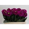 Dahlia Purple Fox