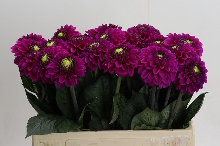 <h4>Dahlia Purple Fox</h4>