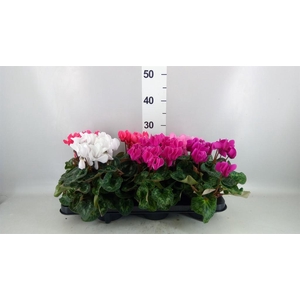 Cyclamen MD 'Macro'