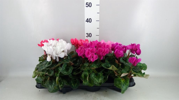 <h4>Cyclamen MD 'Macro'</h4>