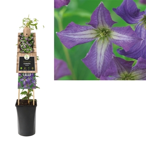 Clematis viticella +3.0 label
