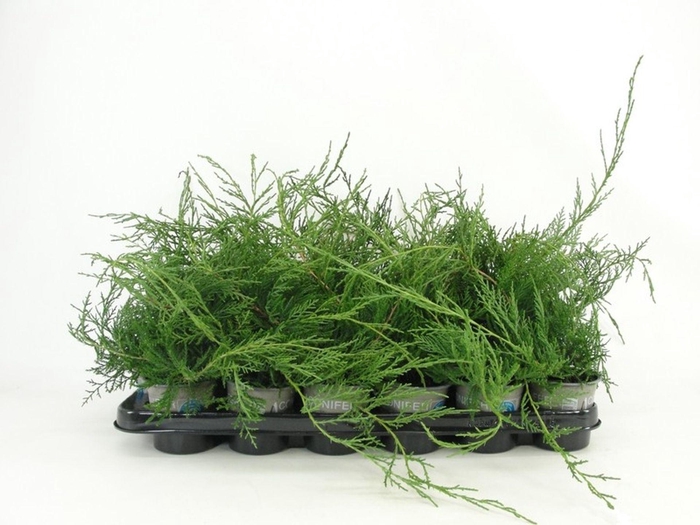 <h4>Juniperus virginiana Grey Owl</h4>